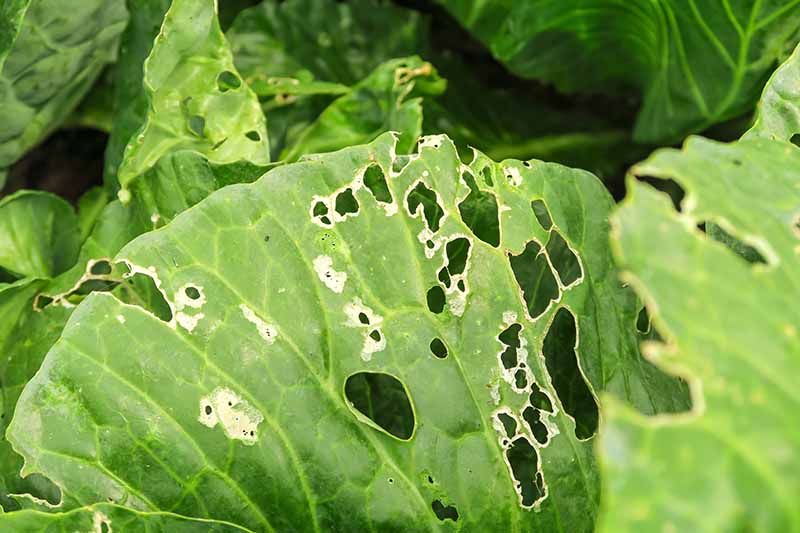 A close up horizontal image of leaves with insect damage.