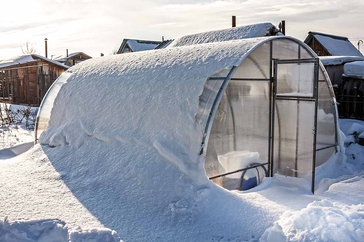 A horizontal image of a hoop house covered in a coating of snow in winter.