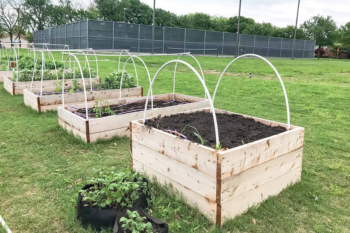 A horizontal image of raised bed gardens with PVC hoops over the top of them to attach floating row covers.