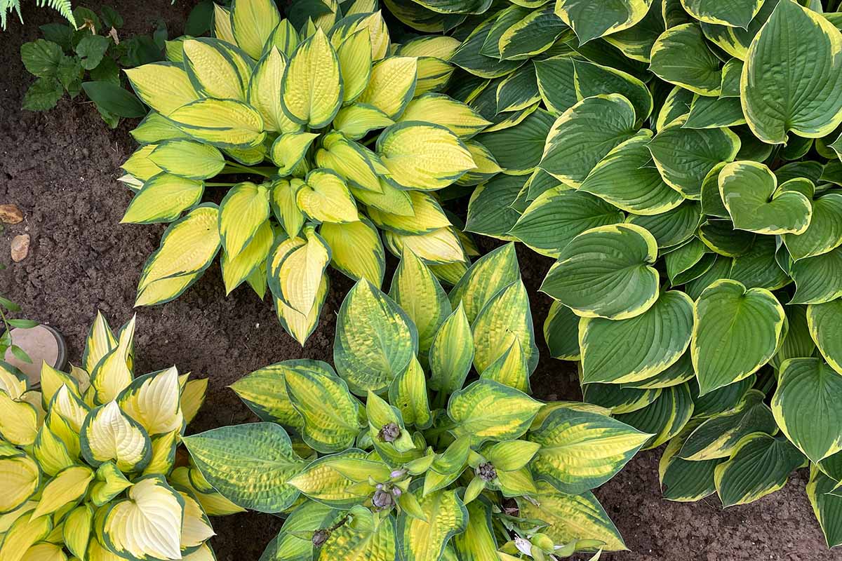 A close up horizontal image of hostas growing in the garden.