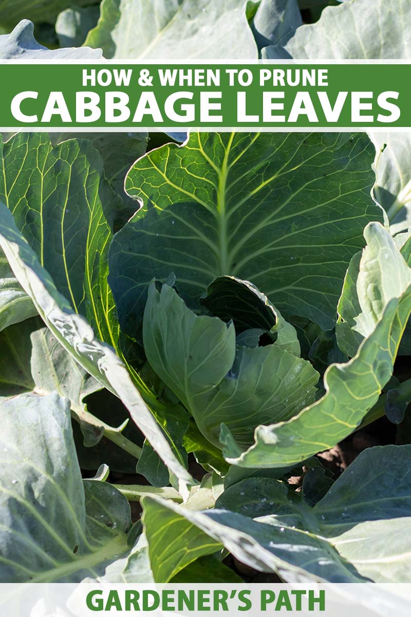 A close up vertical image of cabbage growing in the garden pictured in bright sunshine. To the top and bottom of the frame is green and white printed text.