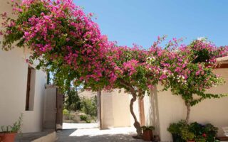 A horizontal image of pink and white bougainvillea adorning the entrance to a building pictured on a blue sky background in bright sunshine.