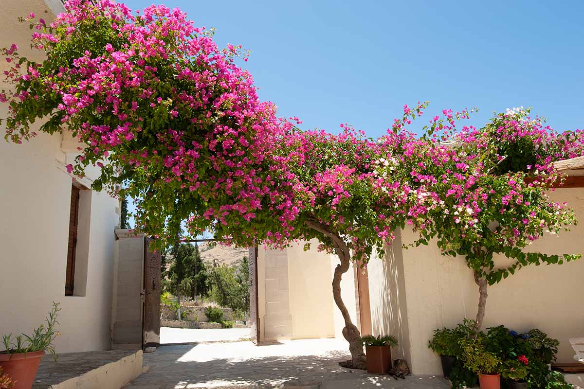 How to Grow and Care for Bougainvillea Gardener's Path