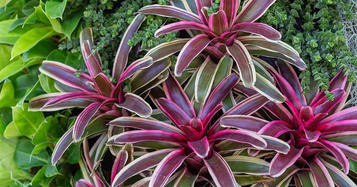 How to Grow and Care Bromeliads Indoors |