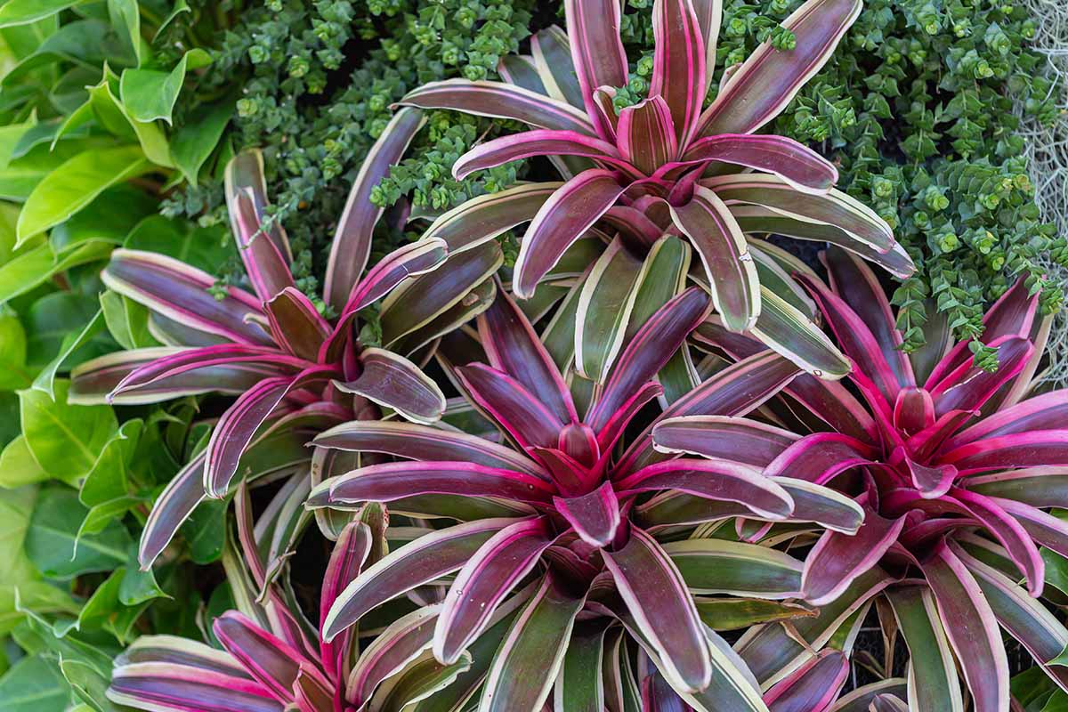 A close up horizontal image of variegated purple, green, and white bromeliads growing in the garden.