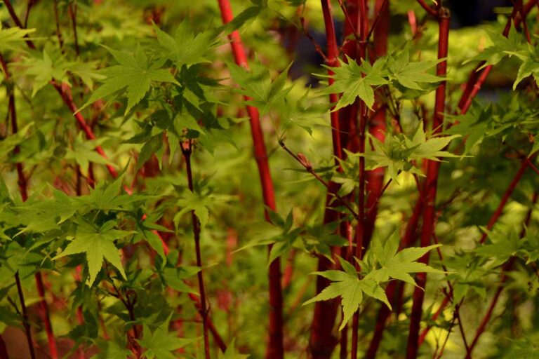A close up horizontal image of the pink bark and green foliage of a coral bark Japanese maple growing in the garden.