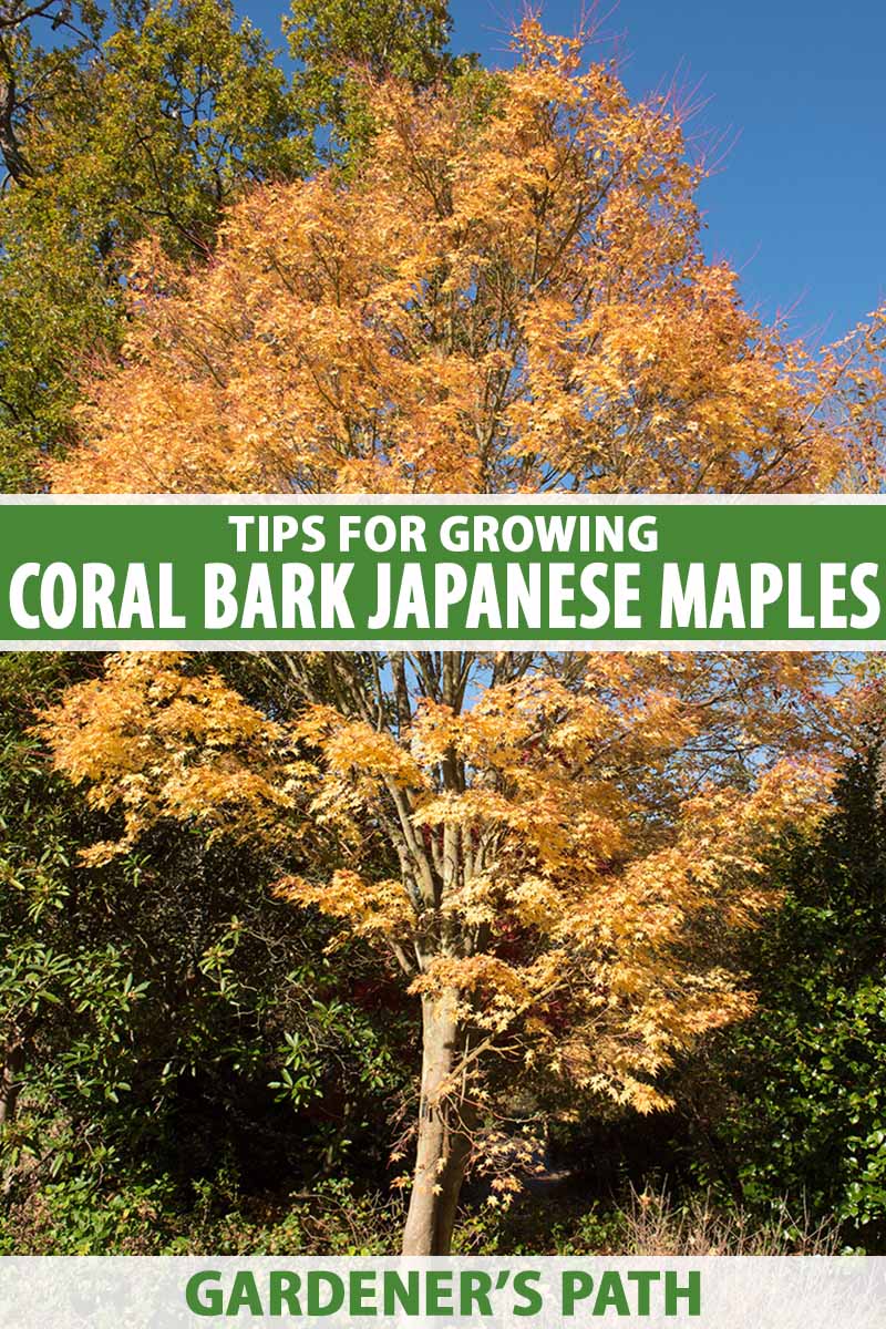 A vertical image of a large coral bark Japanese maple tree with fall colors pictured on a blue sky background. To the center and bottom of the frame is green and white printed text.