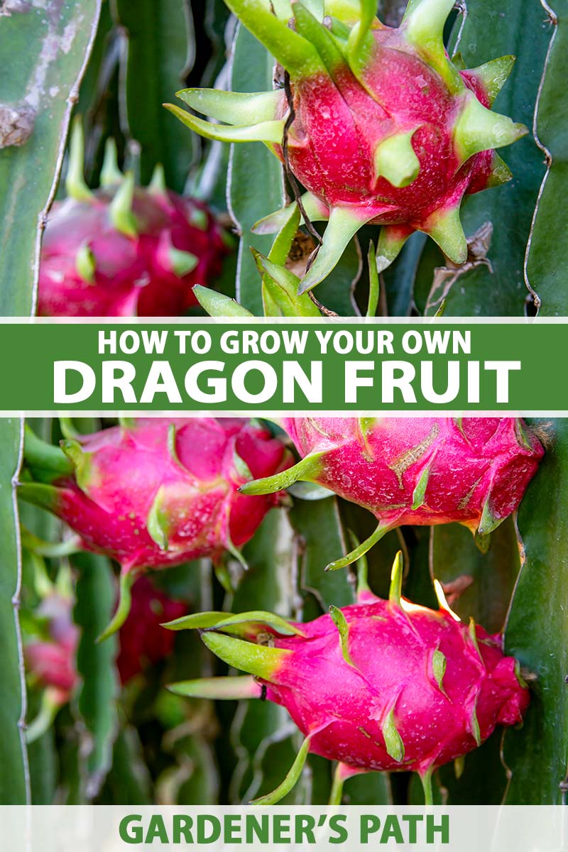 A close up vertical image of ripe dragon fruits on a pitaya plant. To the center and bottom of the frame is green and white printed text.
