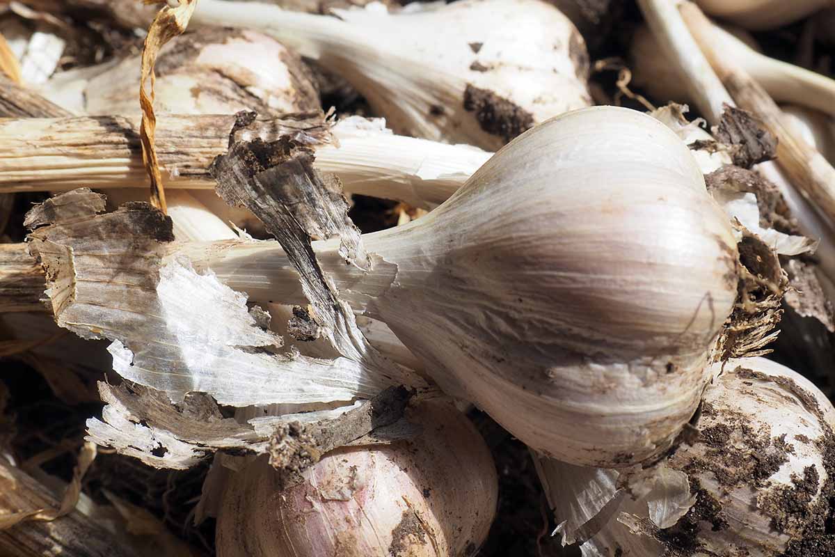A close up horizontal image of 'German White' garlic bulbs freshly harvested and cured.