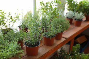 A close up horizontal image of potted herbs growing in a greenhouse.