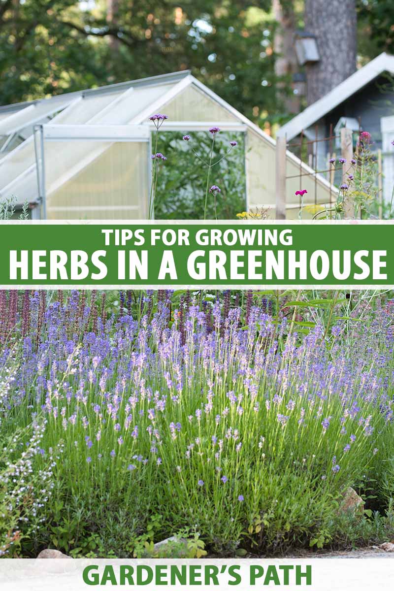 A vertical image of a herb garden with a greenhouse in the background. To the center and bottom of the frame is green and white printed text.