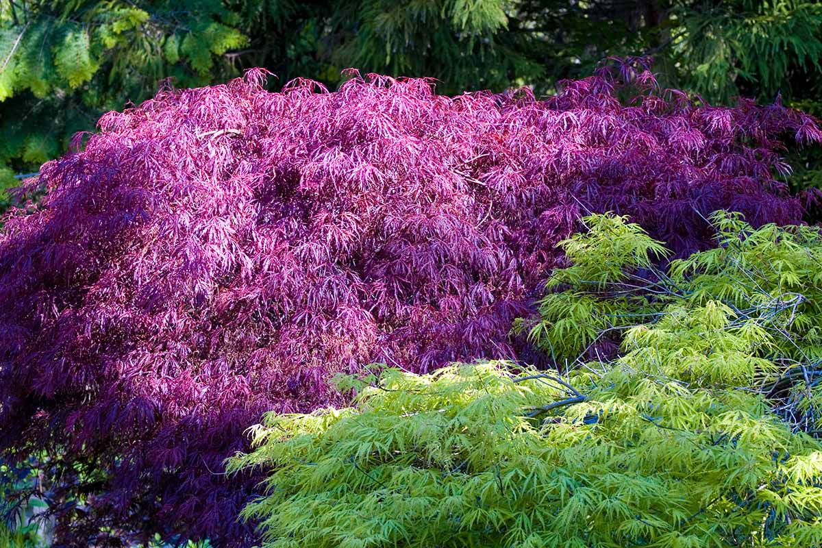 A close up horizontal image of a purple and a green Japanese weeping maple growing side by side in the garden.