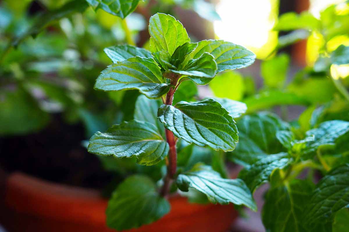 A close up horizontal image of a mint plant growing in a large pot in a sunny window pictured on a soft focus background.