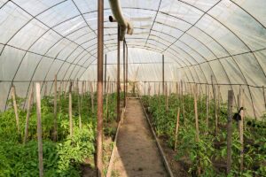 A horizontal image of the inside of a greenhouse with rows of vegetables growing.