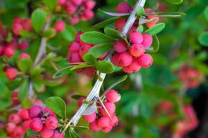 A close up horizontal image of the branches, foliage, and berries of yaupon holly (Ilex vomitoria) growing in the garden.