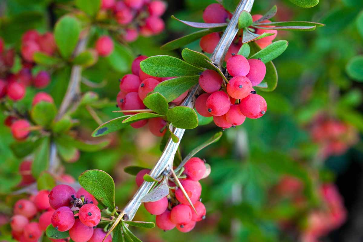 A close up horizontal image of the branches, foliage, and berries of yaupon holly (Ilex vomitoria) growing in the garden.