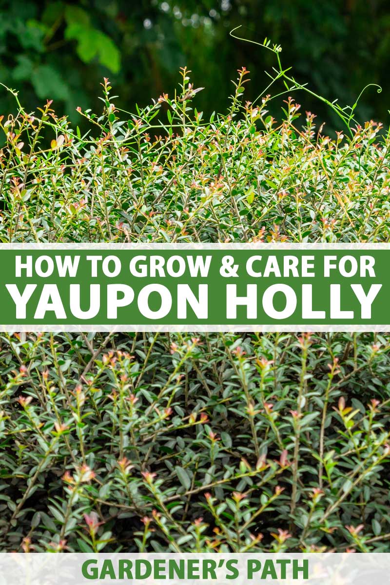 A close up vertical image of yaupon holly growing as a hedge in the garden. To the center and bottom of the frame is green and white printed text.