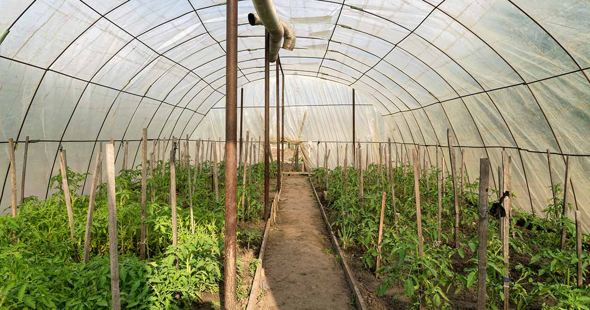 How to Grow Plants Year-Round in an Unheated Greenhouse
