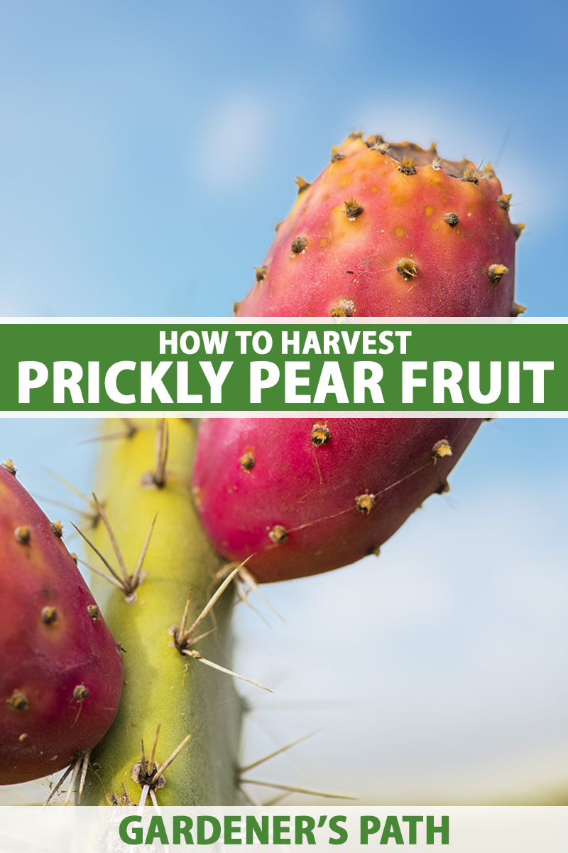 What Do You Do With Prickly Pear Fruit What Do You Do With Prickly Pear Fruit