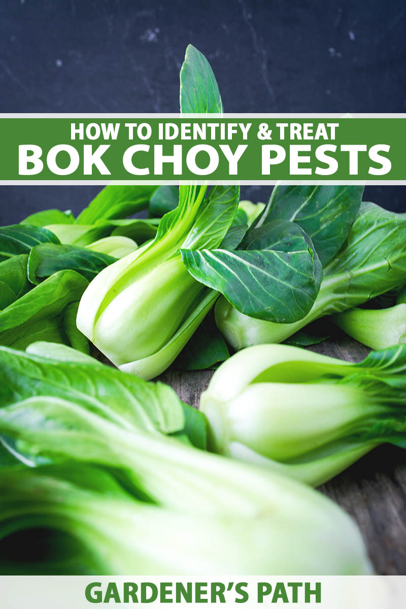 A close up vertical image of freshly harvested bok choy set on a wooden kitchen counter. To the top and bottom of the frame is green and white printed text.