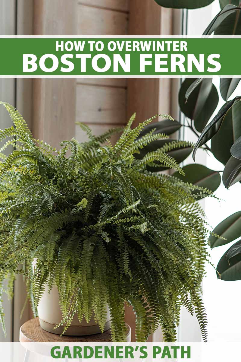 A close up vertical image a potted Boston fern on a wooden stool by a rubber plant in a window. To the top and bottom of the frame is green and white printed text.