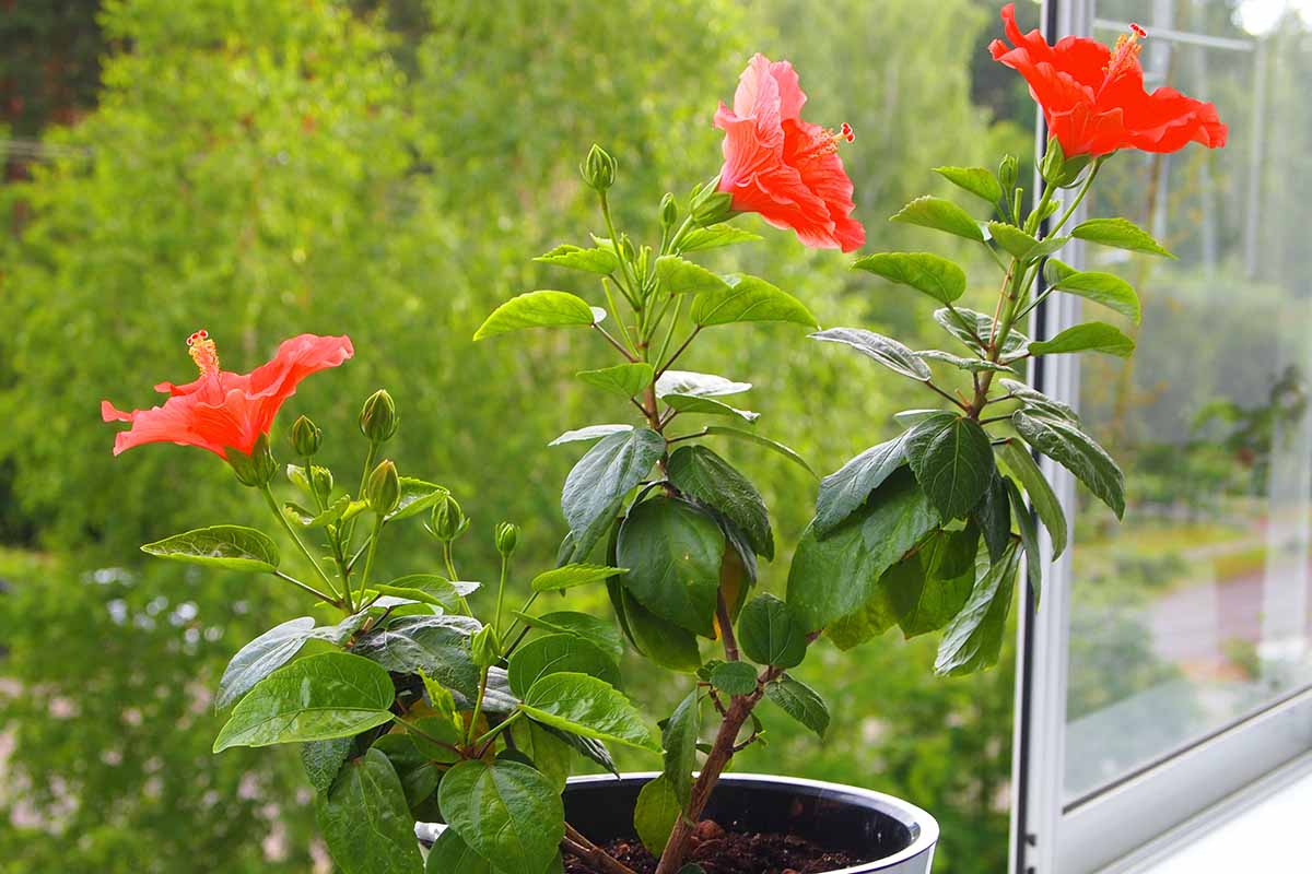 A close up horizontal image of a potted hibiscus plant set on a windowsill indoors.
