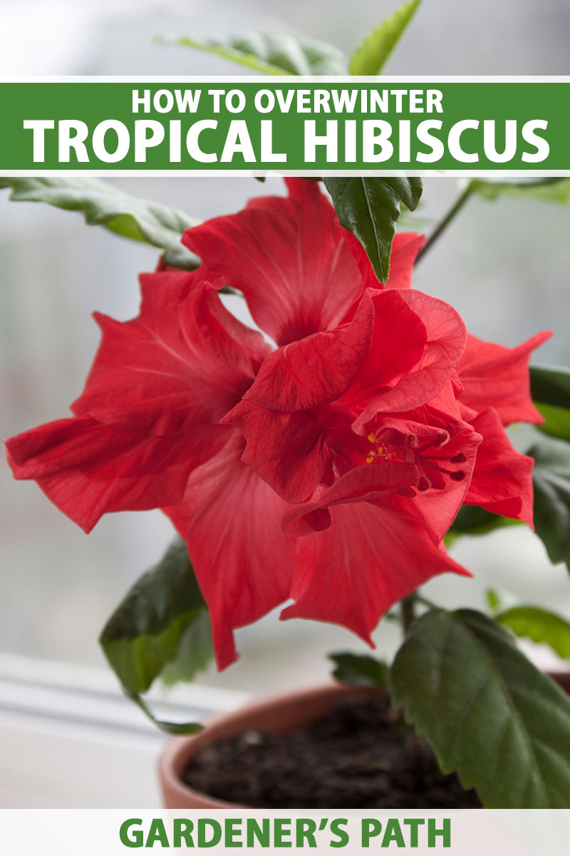 A close up vertical image of a hibiscus flower growing in a container indoors.  To the top and bottom of the frame is green and white printed text.
