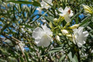A close up horizontal image of white oleander flowers growing in the garden pictured in bright sunshine on a blue sky background.