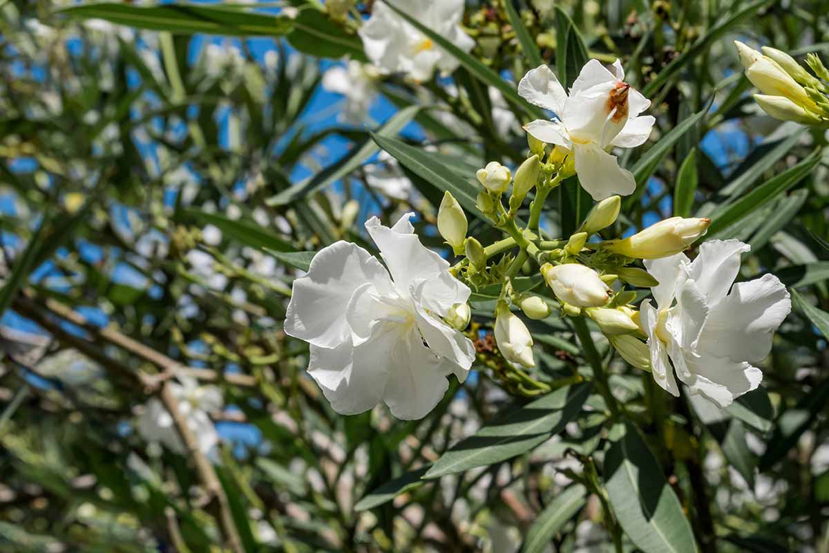 A close up horizontal image of white oleander flowers growing in the garden pictured in bright sunshine on a blue sky background.