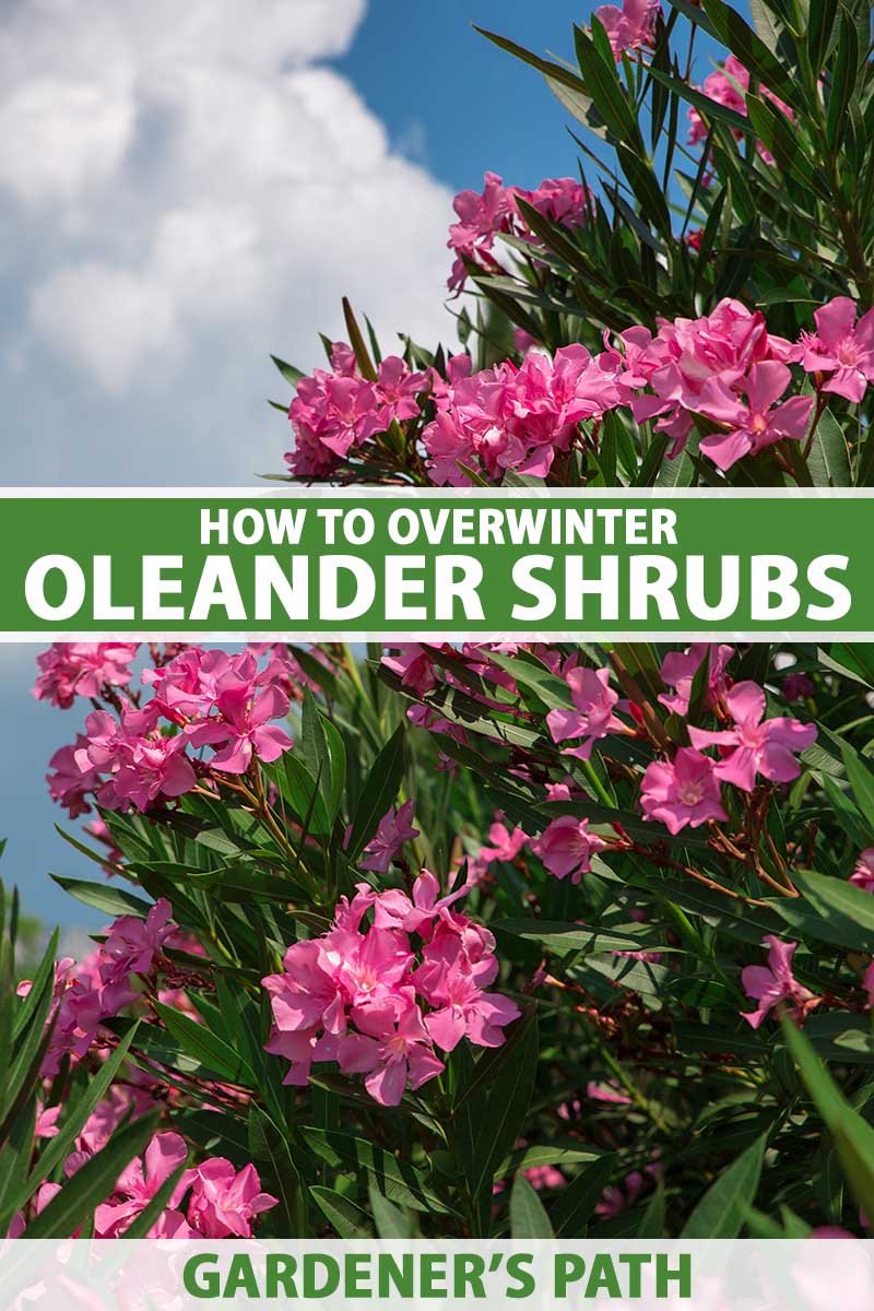 A vertical image of a pink oleander shrub growing outdoors pictured in bright sunshine on a blue, cloudy sky background. To the center and bottom of the frame is green and white printed text.