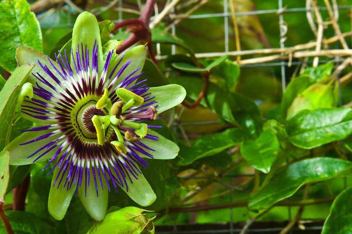A close up horizontal image of a passionflower growing on the vine with foliage in soft focus in the background.