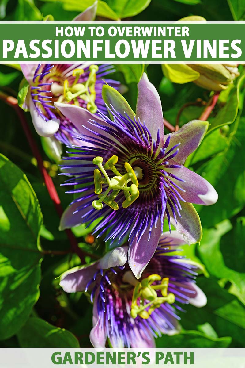 A close up vertical image of a passionflower in full bloom growing in the garden pictured in bright sunshine. To the top and bottom of the frame is green and white printed text.