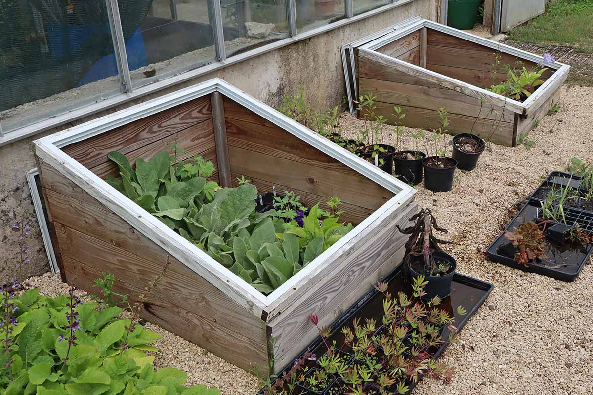 A close up horizontal image of cold frames set on gravel with pots and trays of plants inside and out.
