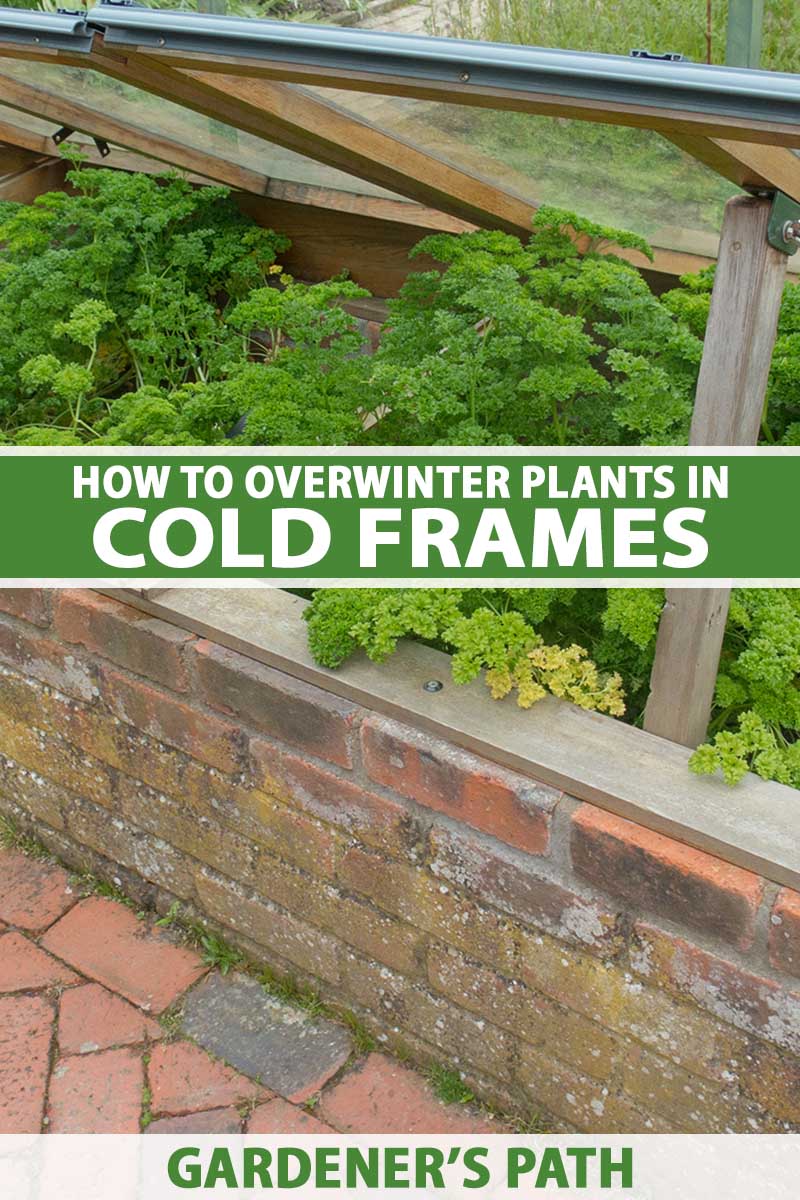 A vertical image of open cold frames made from brick with herbs growing inside them. To the center and bottom of the frame is green and white printed text.