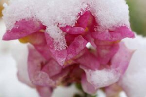 A close up horizontal image of a snapdragon flower covered in frost.