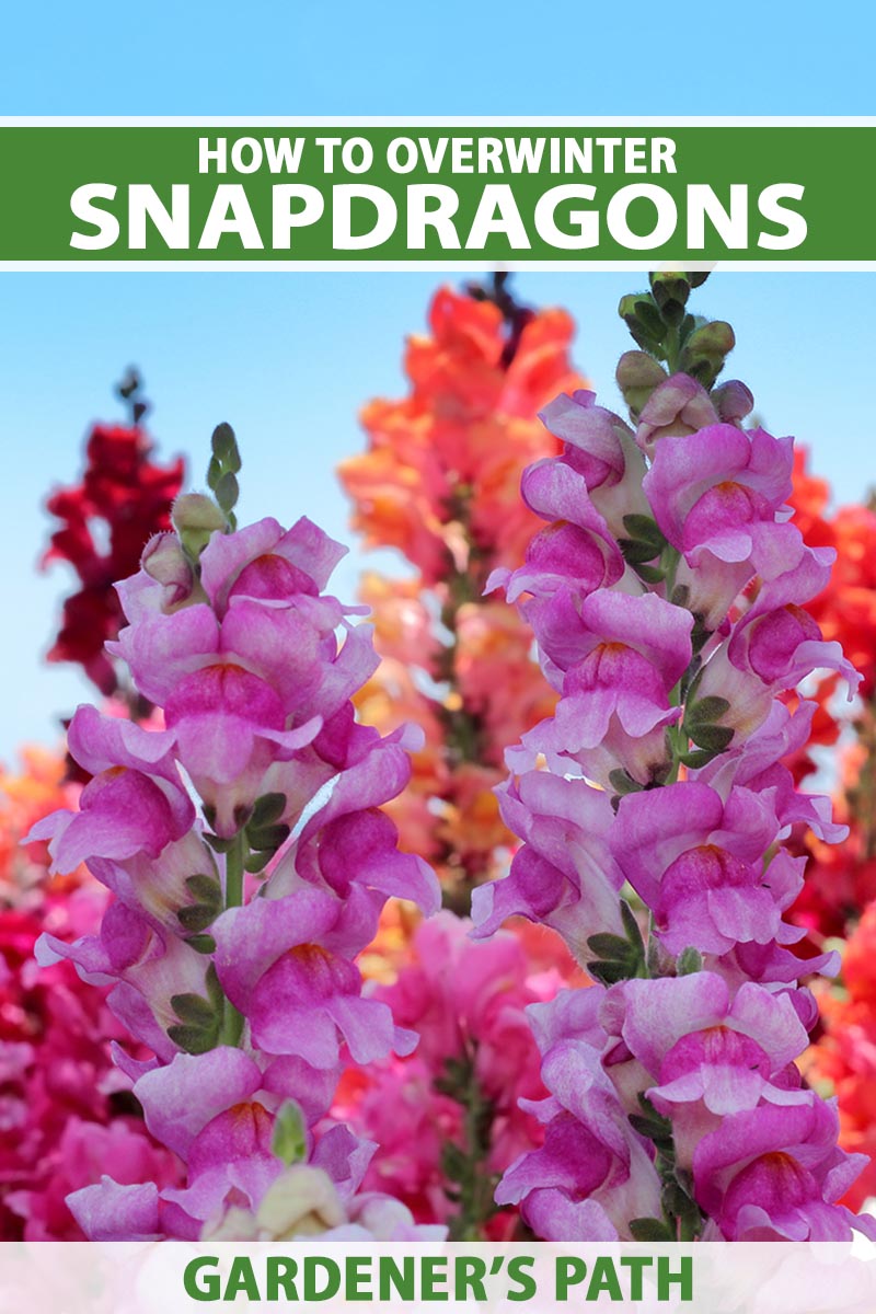 A vertical image of colorful snapdragons growing in the garden pictured on a blue sky background. To the top and bottom of the frame is green and white printed text.