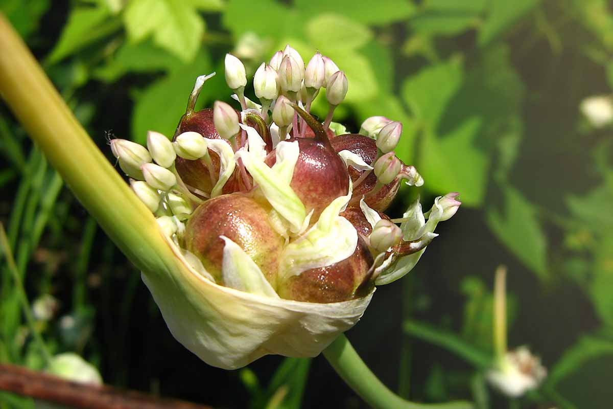 A close up horizontal image of garlic bulbils on the top of a flower stalk pictured in bright sunshine on a soft focus background.
