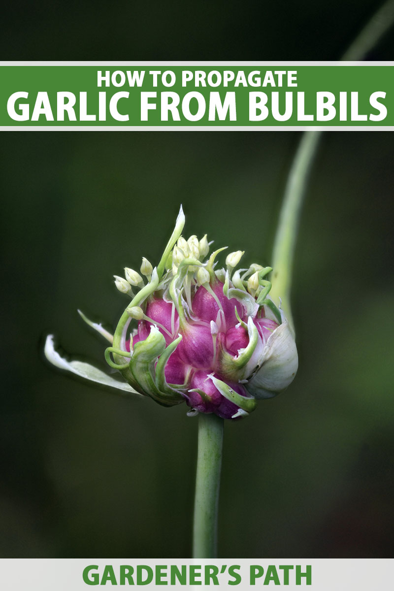 A close up vertical image of a garlic flower with developing bulbils pictured on a dark soft focus background. To the top and bottom of the frame is green and white printed text.