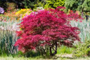 A close up horizontal image of a Japanese maple growing in the garden by a body of water.