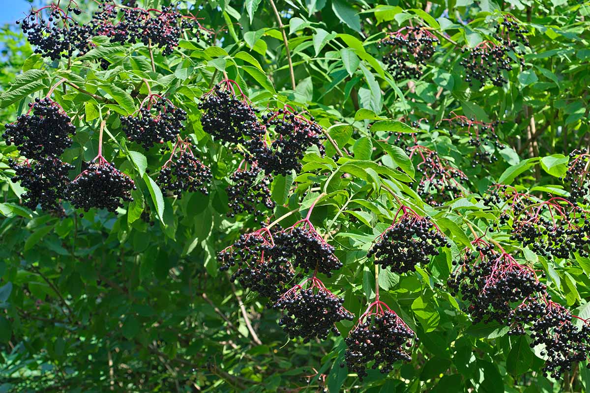A close up horizontal image of an elderberry shrub laden with ripe purple fruits.