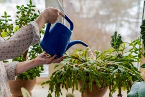 A close up horizontal image of a gardener watering a Christmas cactus from a blue plastic watering can.