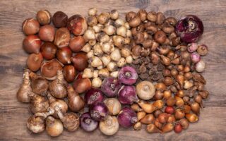 A close up horizontal image of a large pile of different bulbs lifted in preparation to store for winter set on a wooden surface.
