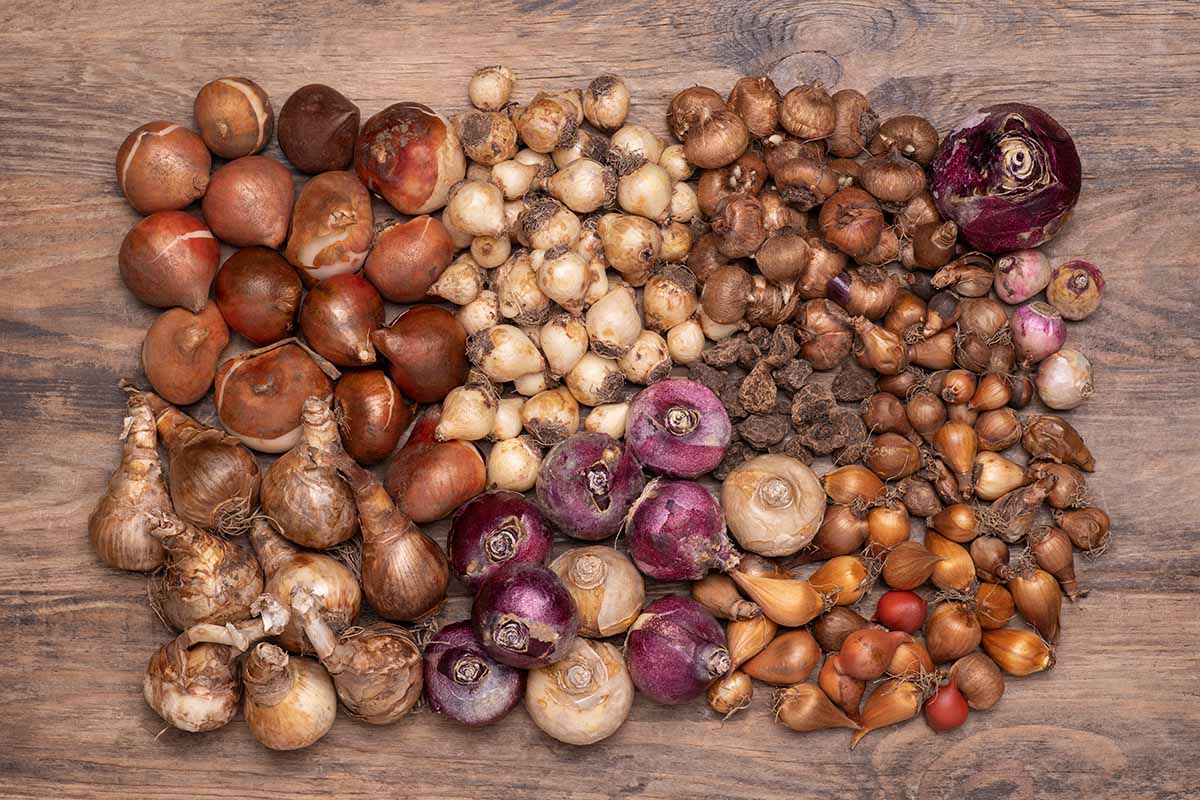 A close up horizontal image of a large pile of different bulbs lifted in preparation to store for winter set on a wooden surface.