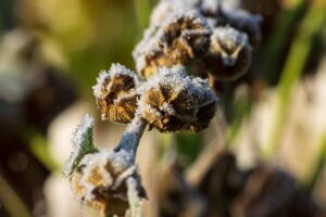 A close up horizontal image of seed capsules of a hollyhock plant covered in ice crystals pictured on a soft focus background.