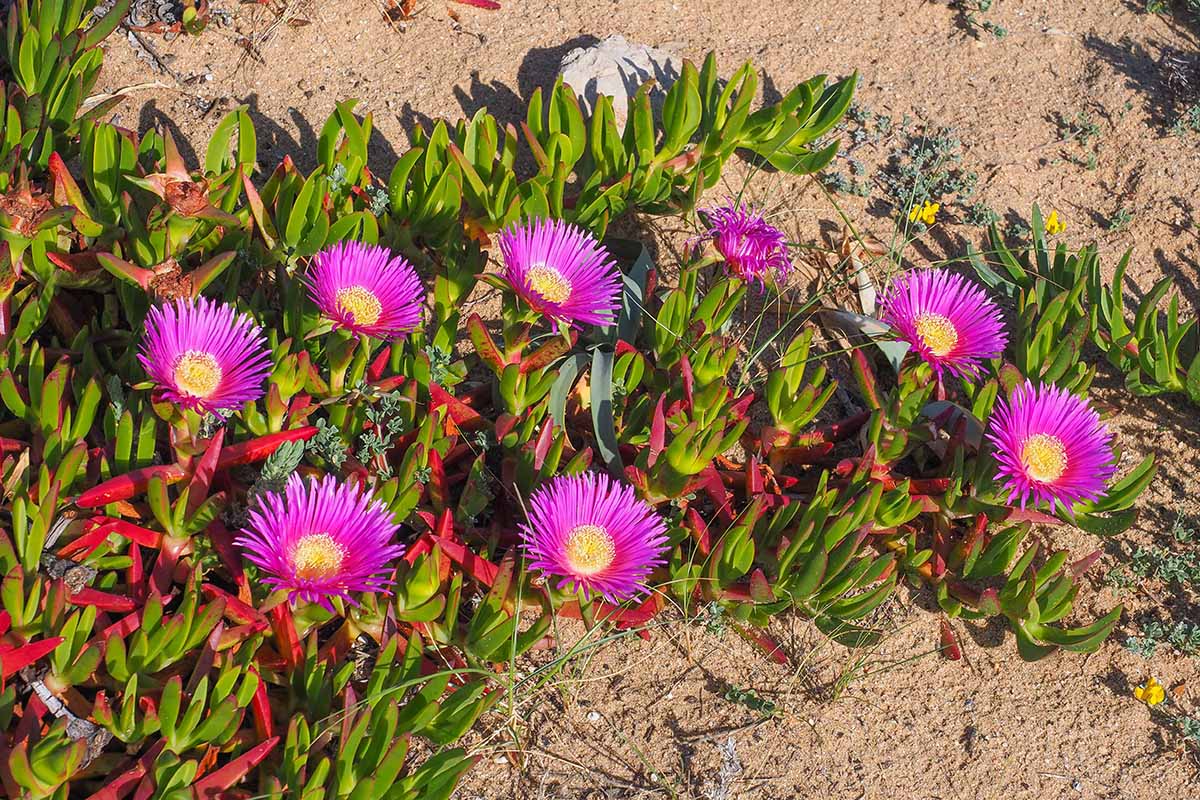 A close up horizontal image of the pink flowers of an ice plant growing in sandy soil.