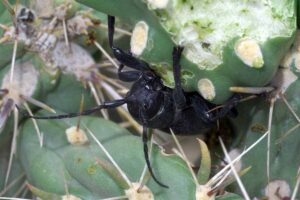 A close up horizontal image of a cactus longhorn beetle munching on a plant.
