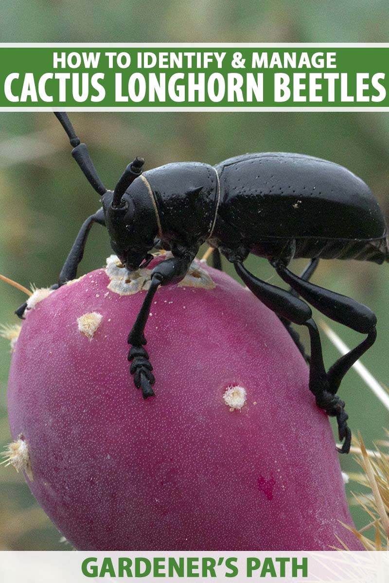 A close up vertical image of a black cactus longhorn beetle on a prickly pear pictured on a soft focus background. To the top and bottom of the frame is green and white printed text.
