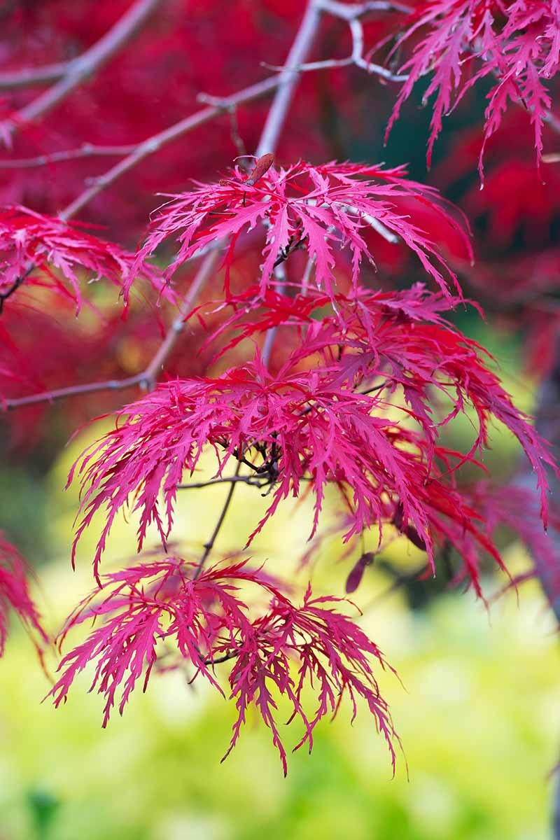 A close up vertical image of the bright red fall foliage of Acer palmatum var. dissectum ‘Inaba Shidare’ pictured on a soft focus background.