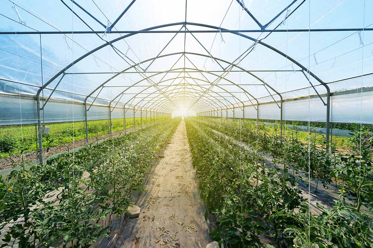 A horizontal image of rows of tomato plants growing in a large industrial glasshouse.