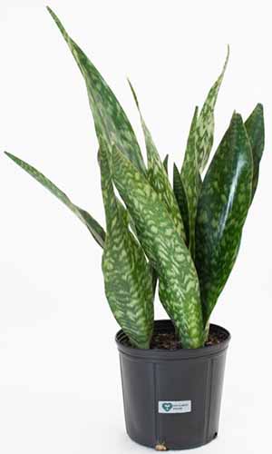 A close up of a 'Jaboa' snake plant growing in a black plastic pot isolated on a white background.